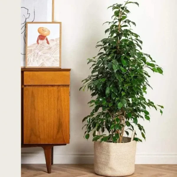 Ficus Benjamina Danielle