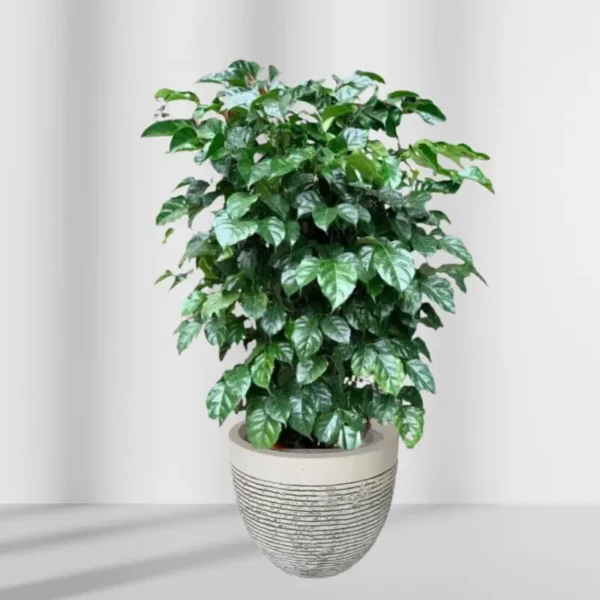 Potted China Doll Plant