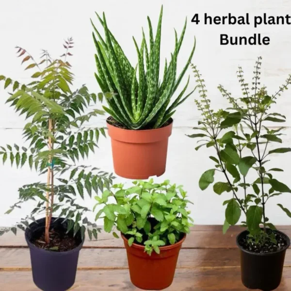 Herbal Plants Bundle