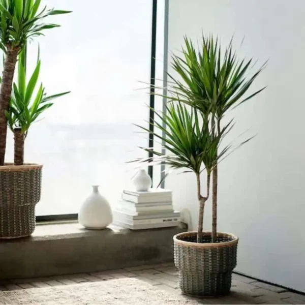 Dracaena Marginata