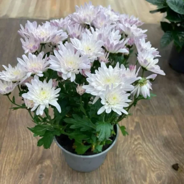 Chrysanthemum Chrystal White