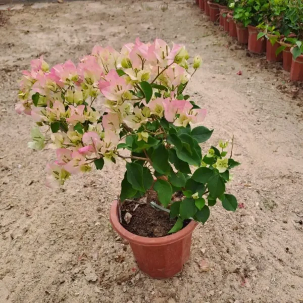 Bougainvillea Pink & White