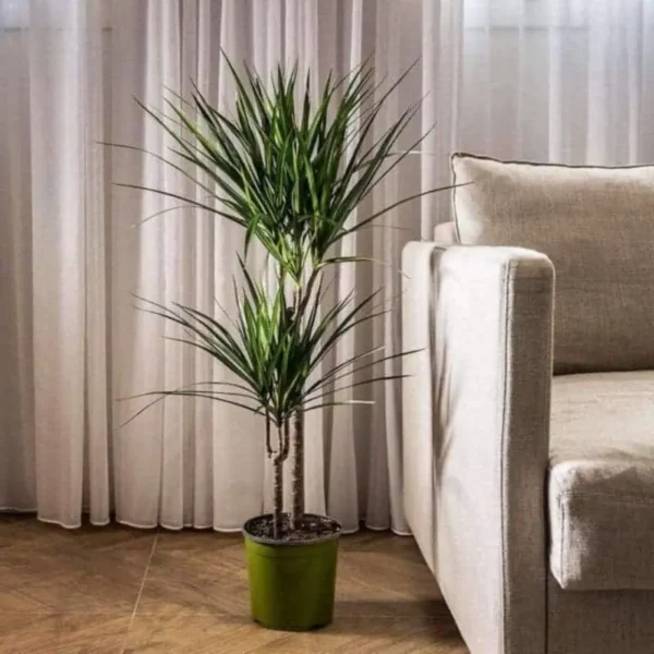 Dracaena Marginata