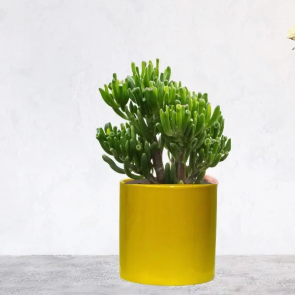 Potted Crassula ovata Gollum