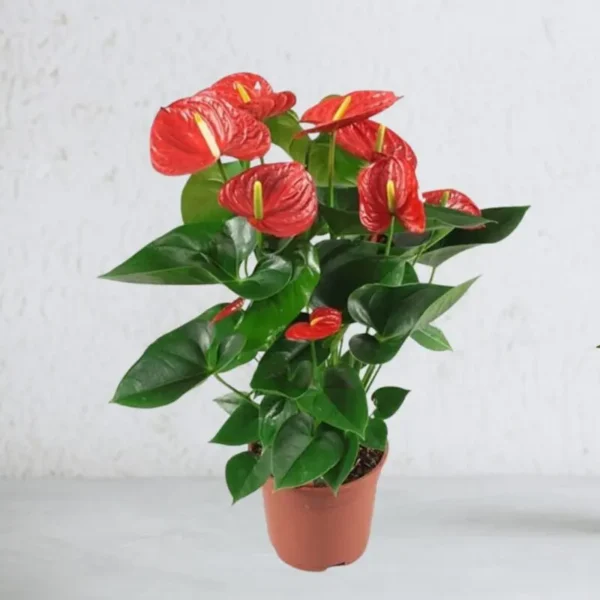Anthurium Red – Large