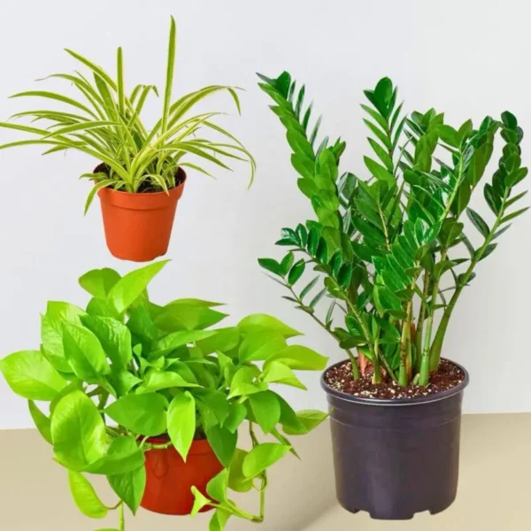 Essential Houseplant Bundle 3 plants