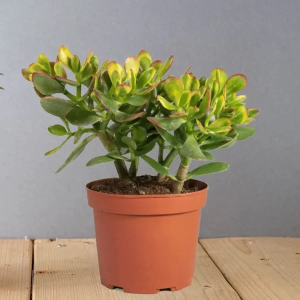 Jade Plant Crassula ovata Sunset